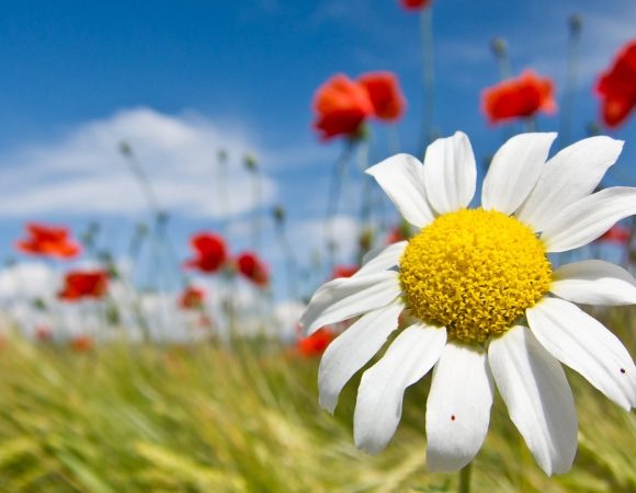 1442998956-1396014844-free-spring