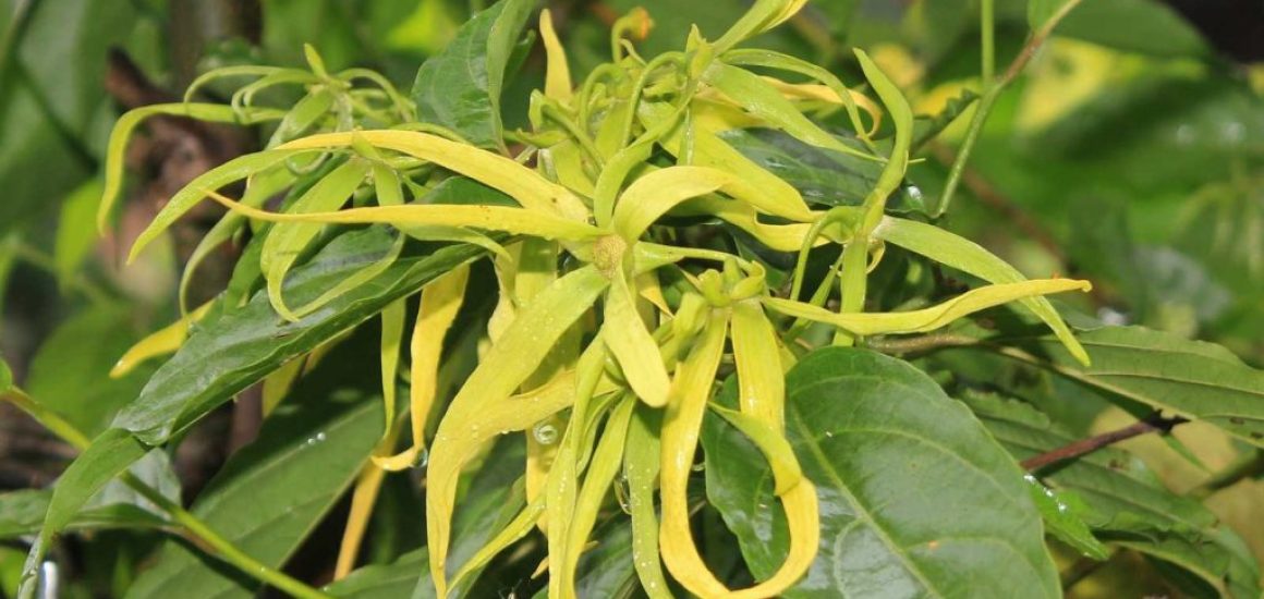 1478816275-ylang-ylang-flower-1118057_1920(1)