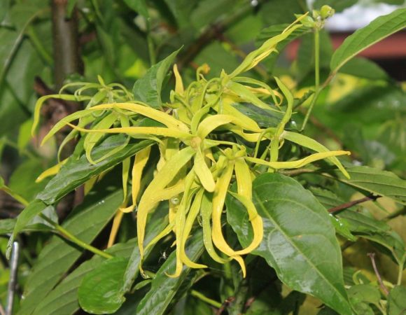 1478816275-ylang-ylang-flower-1118057_1920(1)