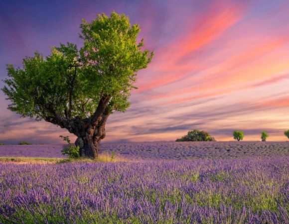 nature