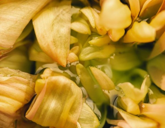 ylang ylang