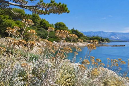 Smilje – zlatni cvet Mediterana za prirodnu negu kože Smilje – zlatni cvet Mediterana za prirodnu negu kože