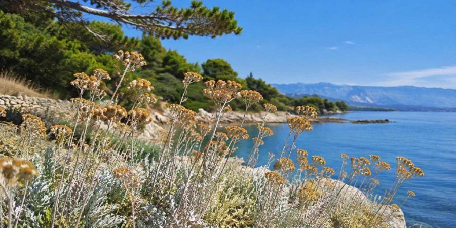 Smilje – zlatni cvet Mediterana za prirodnu negu kože Smilje – zlatni cvet Mediterana za prirodnu negu kože